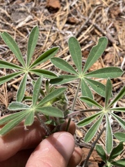 Lupinus fulcratus