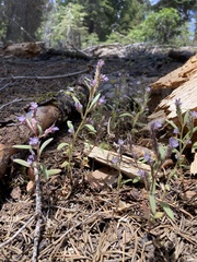 Phacelia quickii