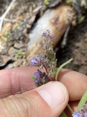 Phacelia quickii