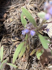 Phacelia quickii