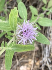 Monardella odoratissima pallida