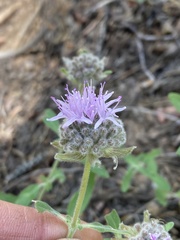 Monardella odoratissima pallida