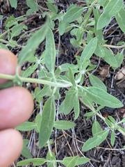 Monardella odoratissima pallida