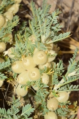 Astragalus clusianus