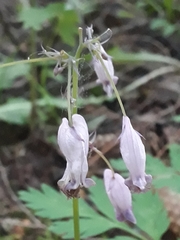 Dicentra eximia