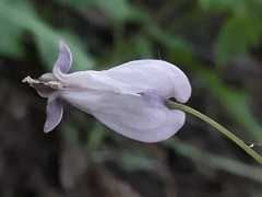 Dicentra eximia