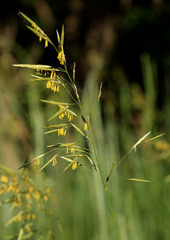 Bromopsis