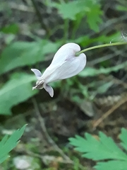 Dicentra eximia