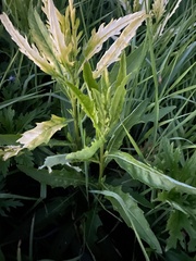 Pseudomonas