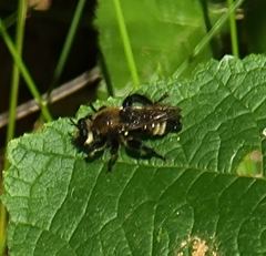 Laphria posticata