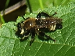 Laphria posticata