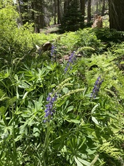 Lupinus burkei