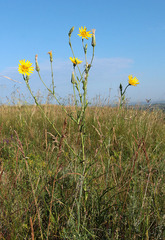 Tragopogon dasyrhynchus