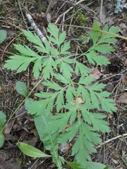 Dicentra eximia