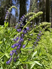 Lupinus burkei