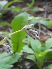 Dicentra eximia