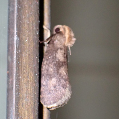 Acrolophus propinqua