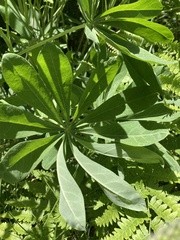 Lupinus burkei