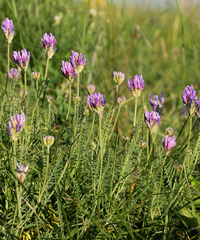 Astragalus jelenevskyi