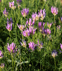 Astragalus jelenevskyi
