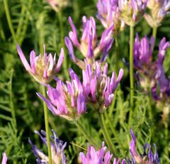 Astragalus jelenevskyi