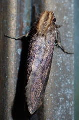 Acrolophus propinqua