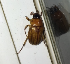 Cyclocephala borealis