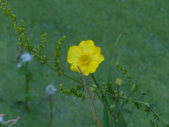 Ranunculus lingua