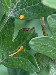 Gymnosporangium clavariiforme