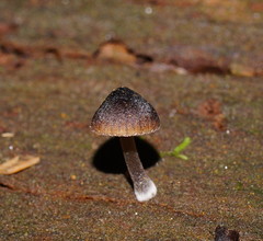 Mycena nargan