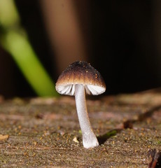 Mycena nargan