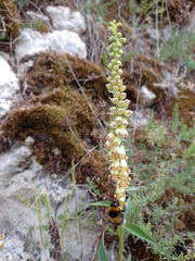 Digitalis micrantha