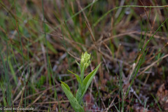 Platanthera blephariglottis