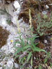 Digitalis micrantha