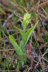 Platanthera blephariglottis