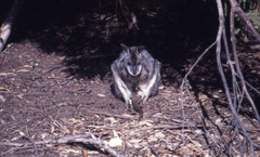 Macropodinae