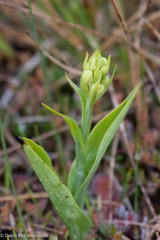 Platanthera blephariglottis