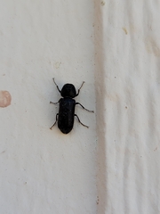 Apatides fortis
