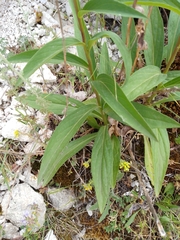 Digitalis micrantha