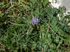 Carthamus mitissimus