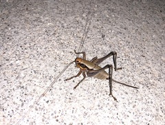 Eupholidoptera megastyla