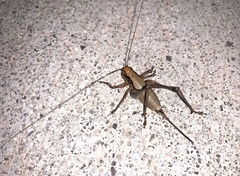 Eupholidoptera megastyla