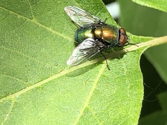 Lucilia illustris