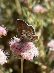 Euphilotes enoptes smithi