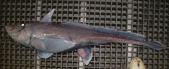 Abyssal Ghostshark photo 4