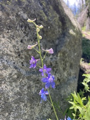 Delphinium gracilentum