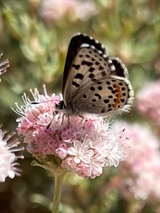 Euphilotes enoptes smithi