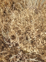 Prangos odontalgica