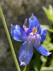 Delphinium gracilentum