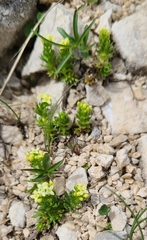 Galium magellense